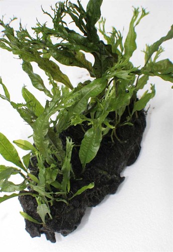 Microsorium crisped leaves - kleiner Javafarn auf holz M